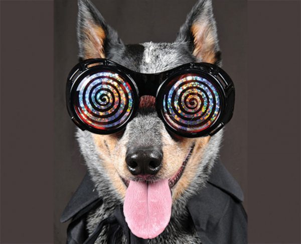 Dog Hypnosis The Latest Pet Trend Which Sees Dogs Hypnotised Dogly