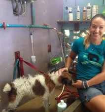 Canine massage