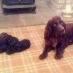 Stolen dog