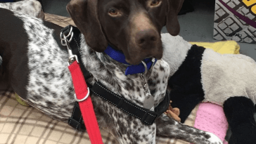 mickey and paul o'grady