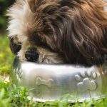 Dog eating from a stainless steel bowl at a feeding station