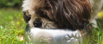 Dog eating from a stainless steel bowl at a feeding station