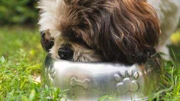 Dog eating from a stainless steel bowl at a feeding station