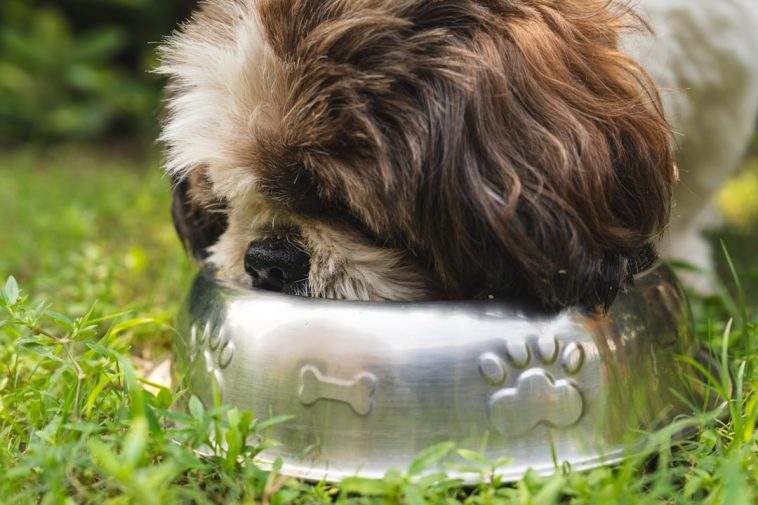 Dog eating from a stainless steel bowl at a feeding station