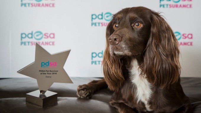 Pet Survivor award darcy