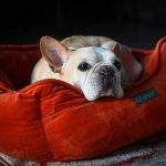 Dog relaxing on a bolster dog bed with a washable cover