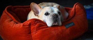 Dog relaxing on a bolster dog bed with a washable cover
