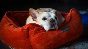 Dog relaxing on a bolster dog bed with a washable cover