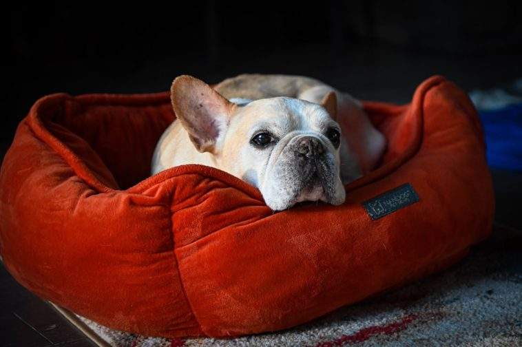 Dog relaxing on a bolster dog bed with a washable cover