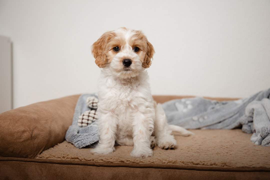 Small dog curled up cosy on a soft washable waterproof bed