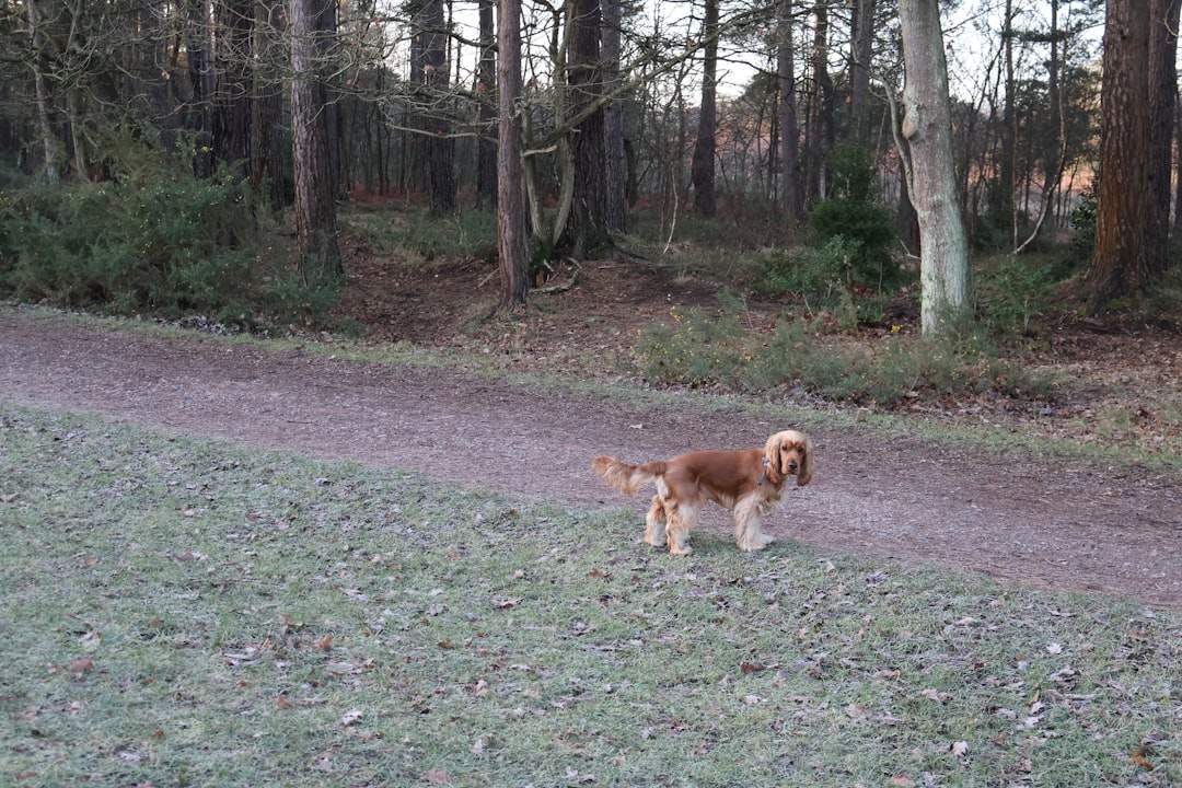 Spaniel standing on a woodland walking trail
