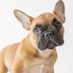 The French Bulldog