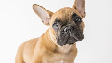 The French Bulldog