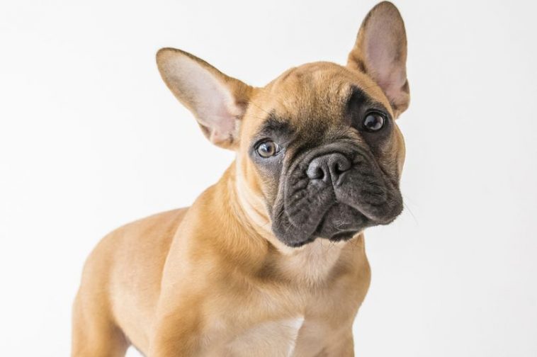 The French Bulldog