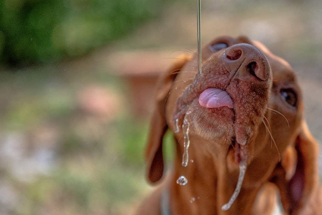 Thirsty brown dog drinking water with tongue out on a hot day
