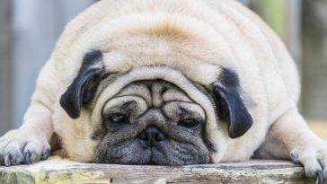 canine obesity