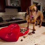 Chocolate Poisoning
