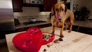 Chocolate Poisoning
