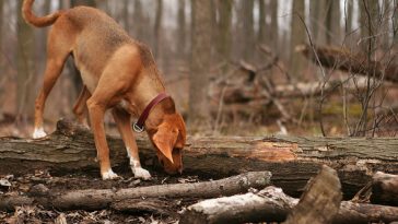 dog-seasonal-canine-illness