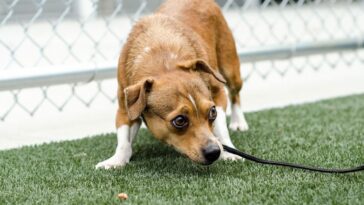 Dog Anxiety and Stress