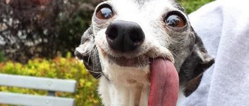 dog with a huge tongue