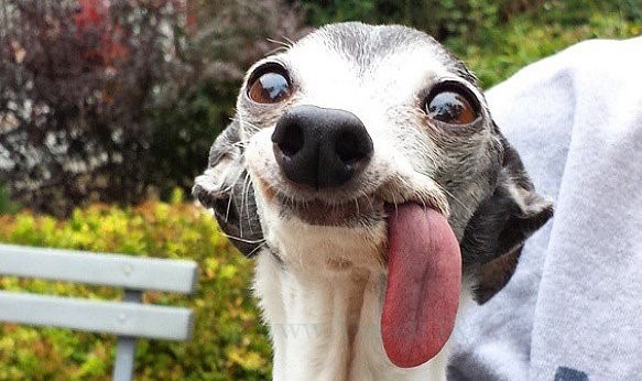 dog with a huge tongue