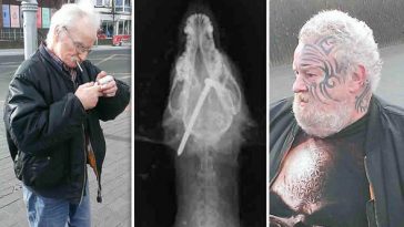 dog with a nail hammered in its head