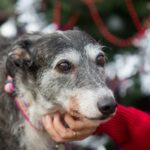 wirefence-dog-rescue-donation